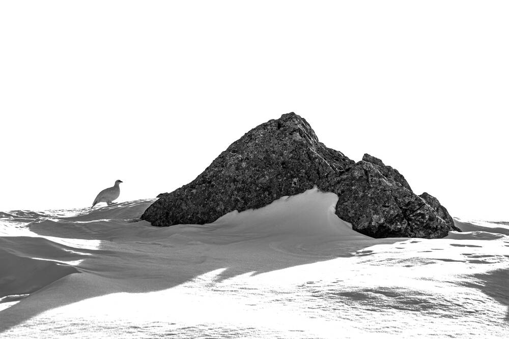 Ptarmigan of sneeuwpatrijs