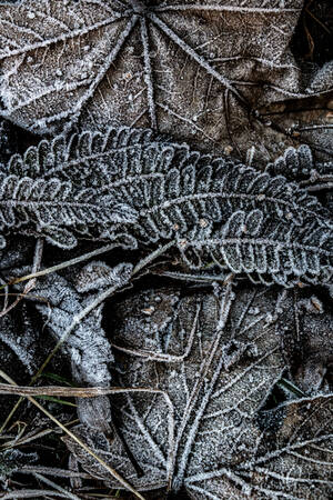 Otoño en gelatina de hojas 4 Otoño en gelatina de hojas 4