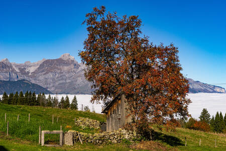 Contraste otoñal en el Mont Blanc Contraste otoñal en el Mont Blanc
