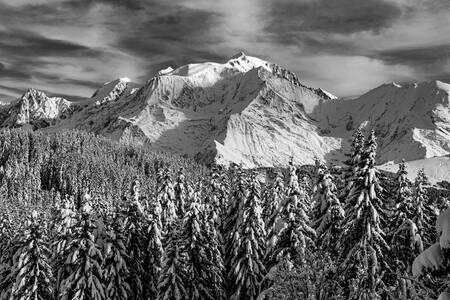 Abeti rossi innevati e Monte Bianco Abeti rossi innevati e Monte Bianco