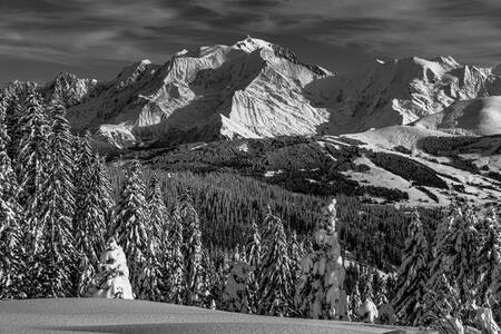 Besneeuwd sparrenbos en Mont Blanc