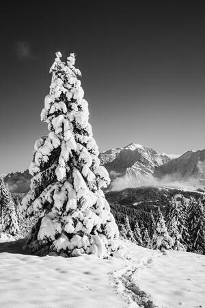 Besneeuwde Mont Blanc en sparren op de hoogten van Megève