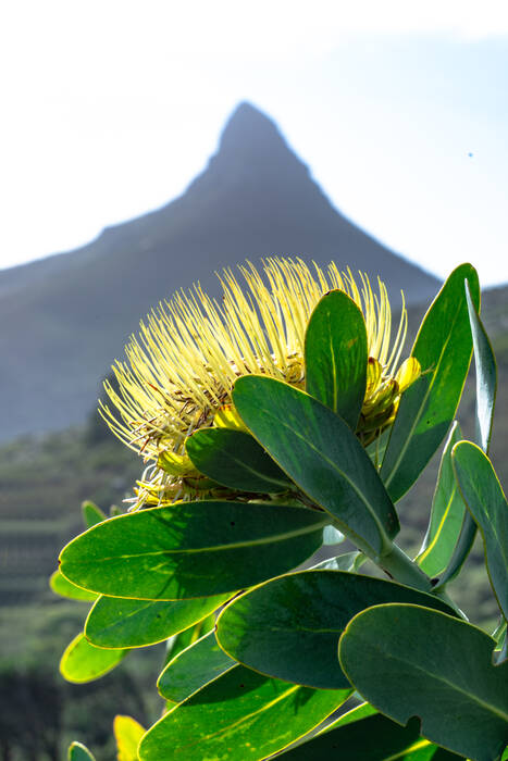 Fleur de protéa et lion's head Fleur de protéa et lion's head