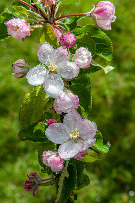 Fleurs de pommiers en gouttes de rosée Fleurs de pommiers en gouttes de rosée