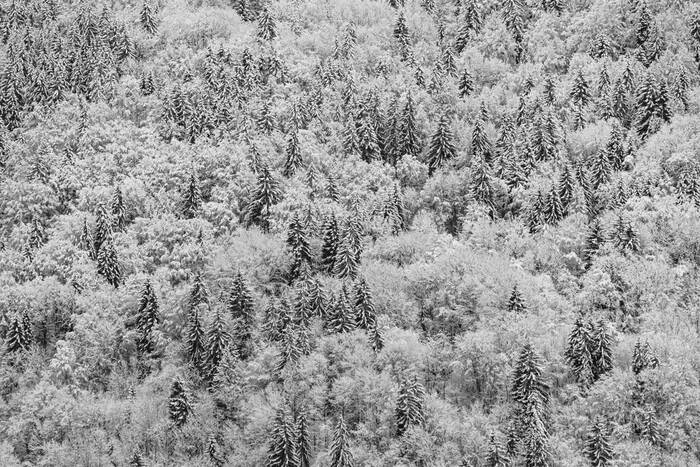 Foresta alpina in inverno Foresta alpina in inverno