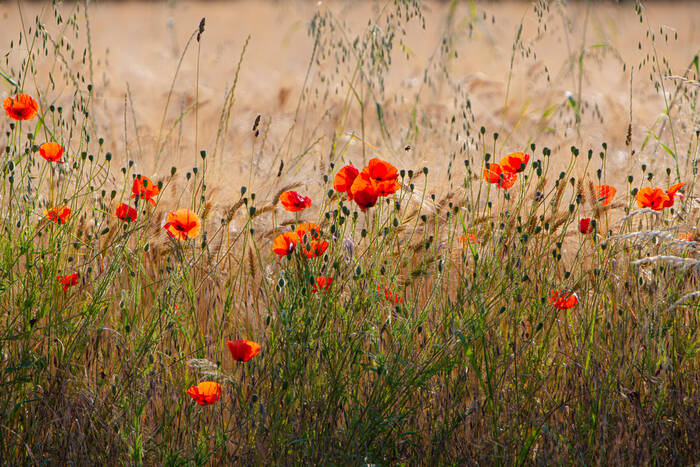 Les coquelicots Les coquelicots