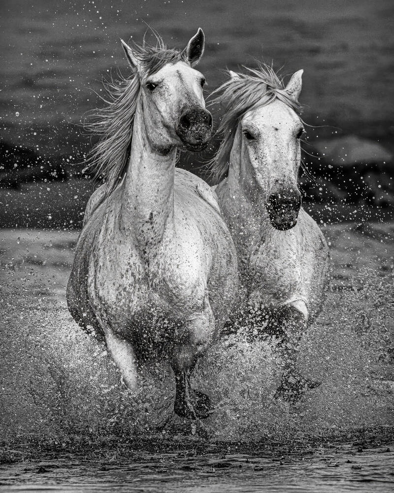 TWEE CAMARGUE MERRIES IN ZEE