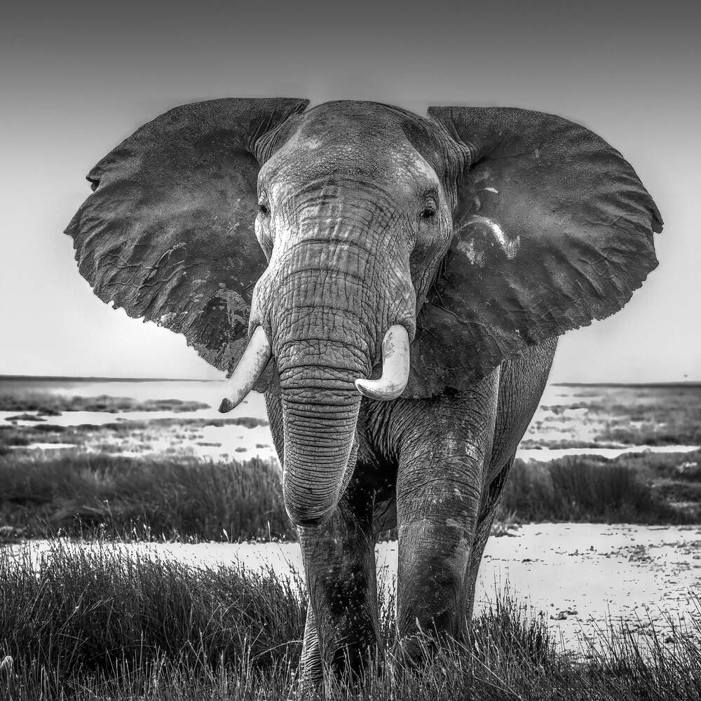 Amboseli Elephant