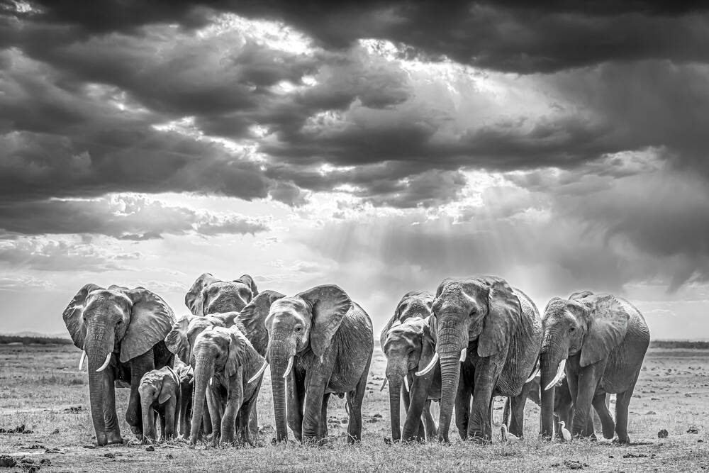 Afrikaanse olifanten