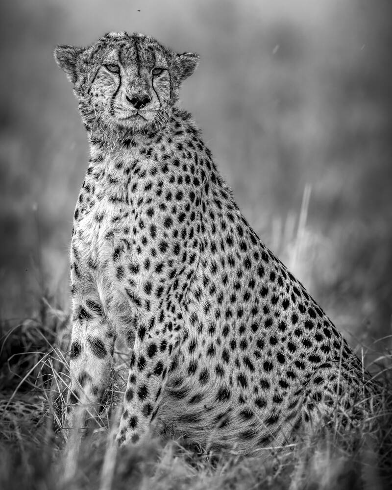 VROUWELIJKE GUEPARD ONDER OBSERVATIE