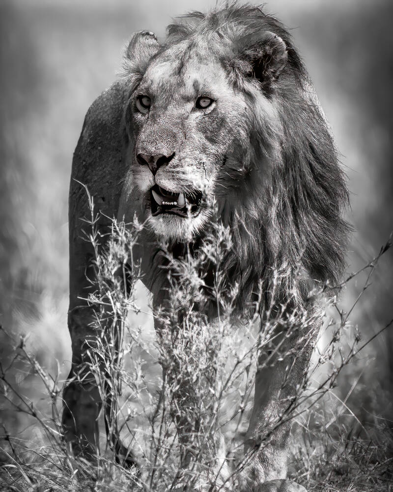 Leeuw van de Masai Mara