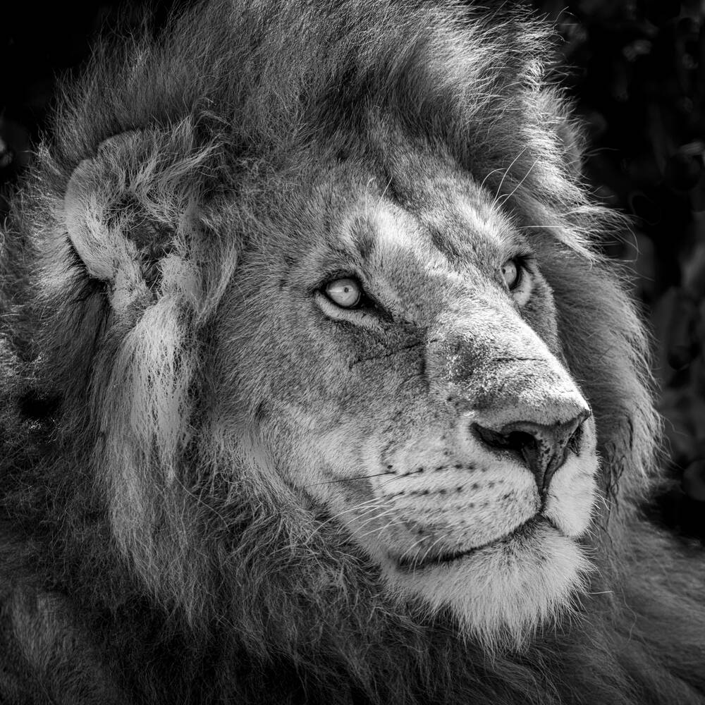 lion - Photographic print for sale
