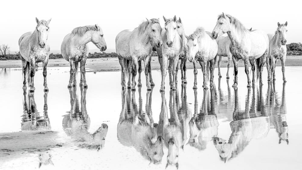 reflections Camargue horses hight key