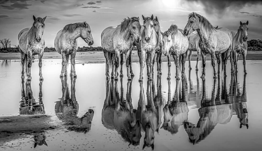 reflecties van Camargue-paarden