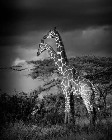 ZWEI GIRAFFEN ABGESCHAFFT ZWEI GIRAFFEN ABGESCHAFFT