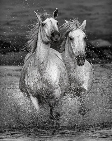TVÅ CAMARGUE-STON I HAVET TVÅ CAMARGUE-STON I HAVET