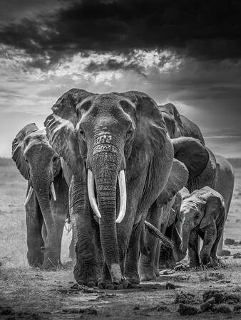 LA MATRIARCHE LA MATRIARCHE