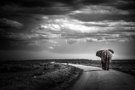 DEN SOLITÄRA DEN SOLITÄRA