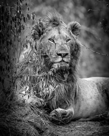 leone nel Masai Mara leone nel Masai Mara