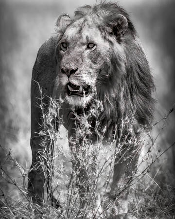 Leone del Masai Mara Leone del Masai Mara