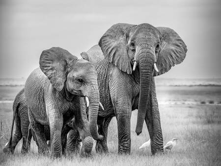 EN LITEN TRUPP ELEFANTER OCH EGRETTFÅGLAR EN LITEN TRUPP ELEFANTER OCH EGRETTFÅGLAR