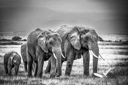 liten trupp av elefanter liten trupp av elefanter