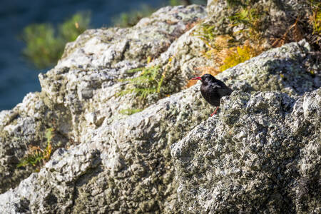 Roodsnavelkauw op de kliffen van Guern Roodsnavelkauw op de kliffen van Guern