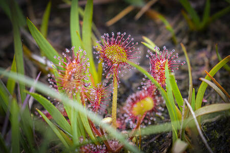 Rossolis à feuilles rondes