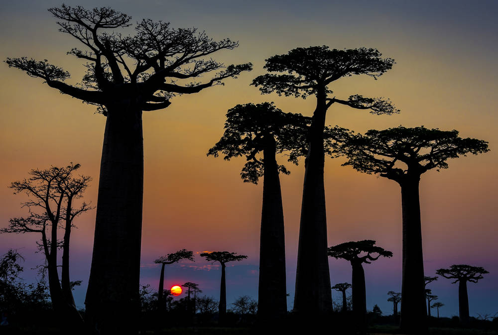 The Baobabs of Madagascar 03