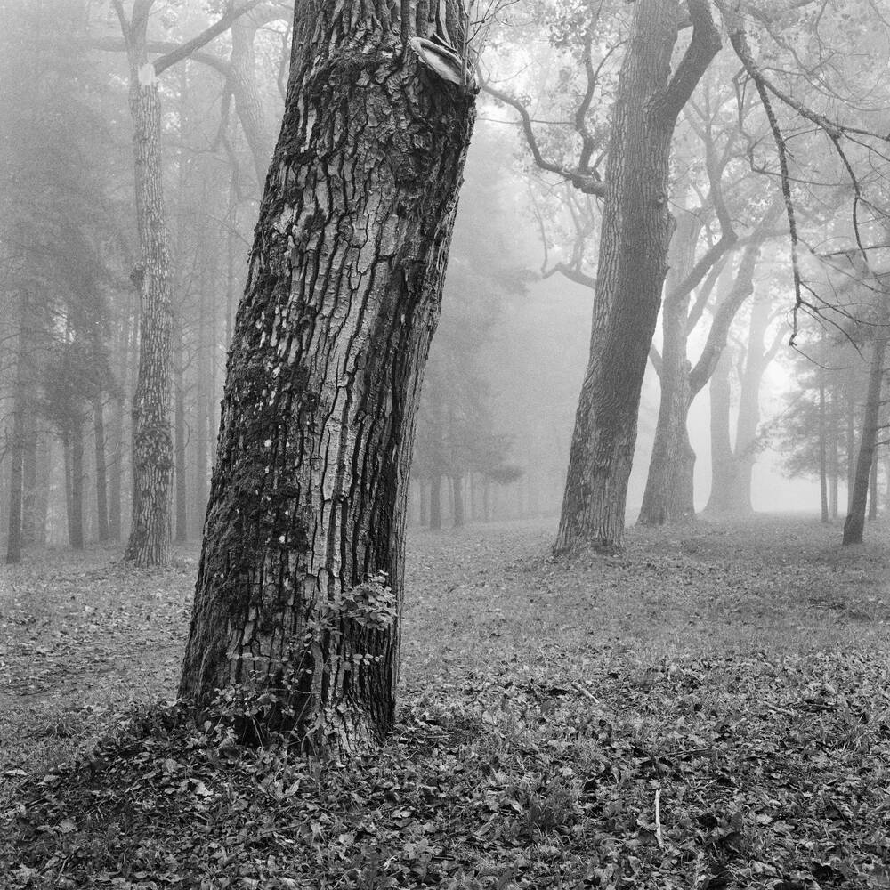 Una giornata di nebbia nel parco autunnale 1