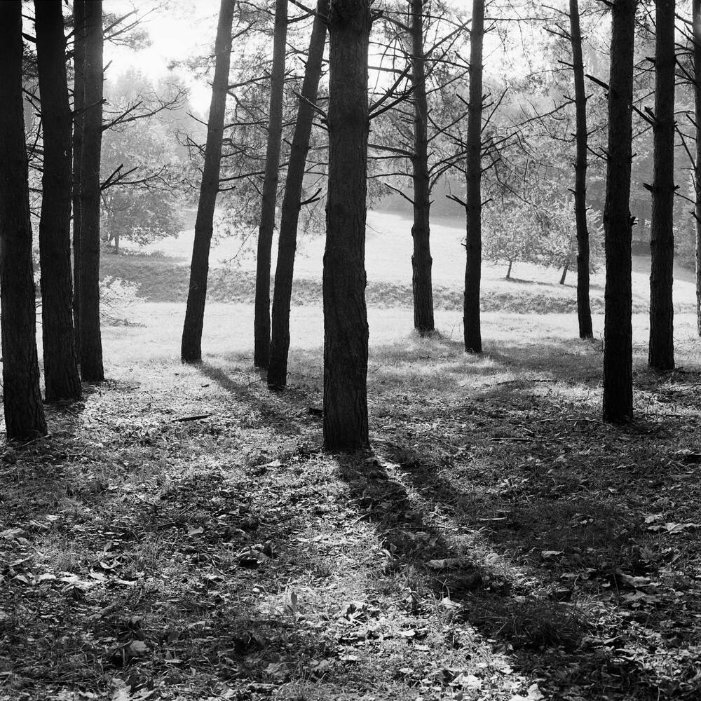 L'albero nel parco d'autunno 7