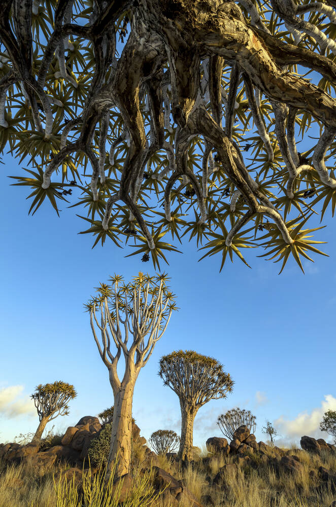 Namibia Photographic print for sale