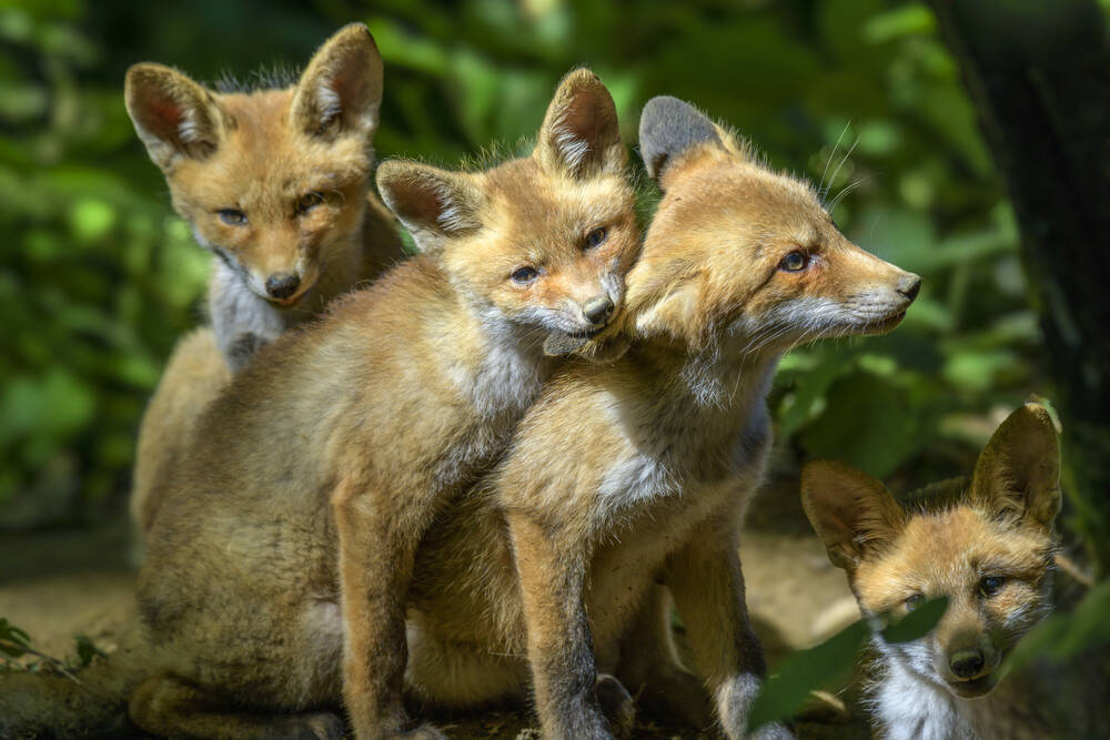 Plagen tussen wolven