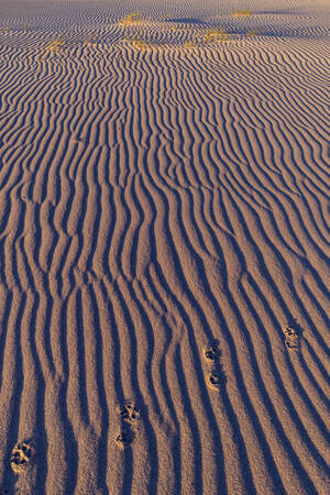 Rimpelingen Rimpelingen