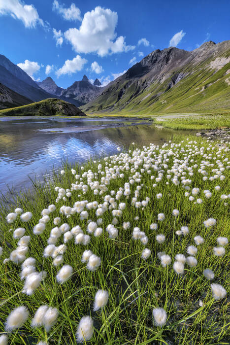Linaigrettes sous les Aiguilles d'Arves Linaigrettes sous les Aiguilles d'Arves