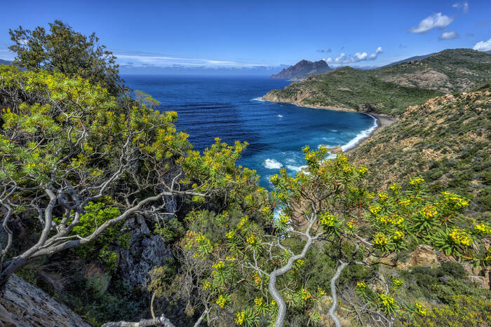 Maquis corse Maquis corse