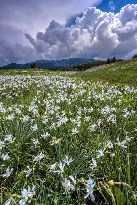 Narcisses sous l'orage en Cerdagne Narcisses sous l'orage en Cerdagne