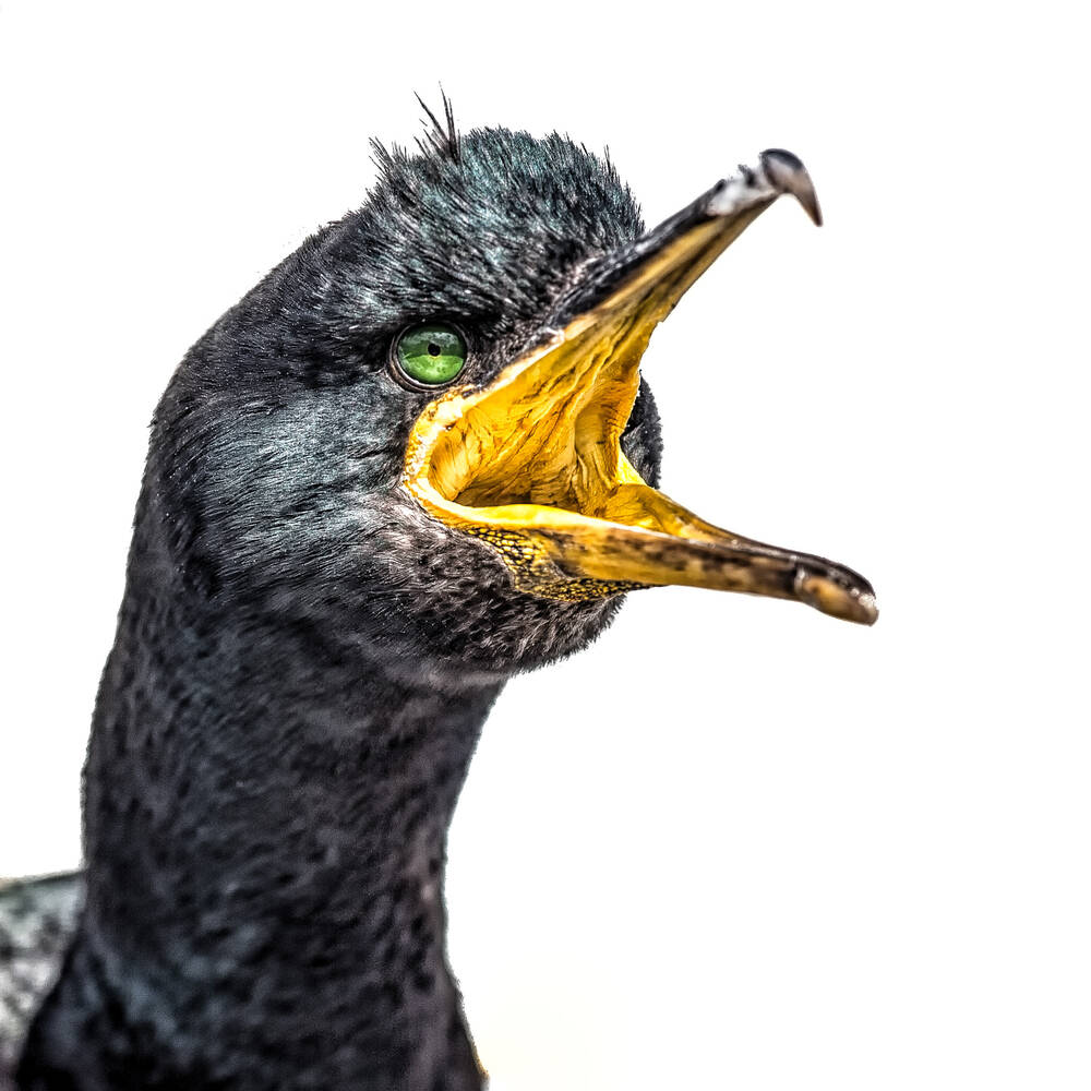 Kormoran Island Bild Kaufen / Verkaufen