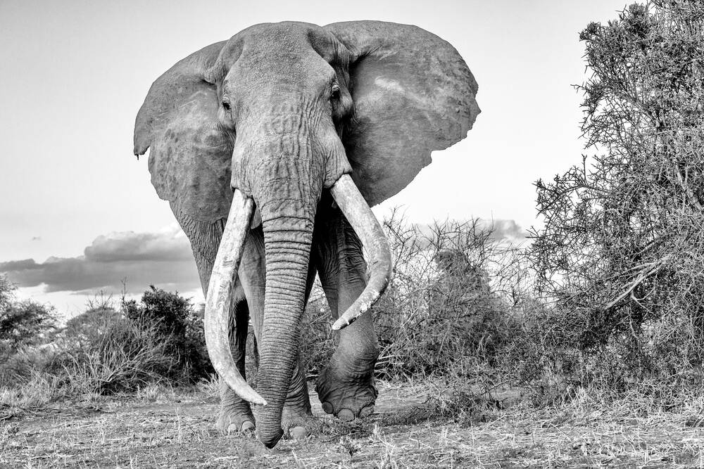 Elephant d'Afrique Super Tusker - Super Tusker African elephant