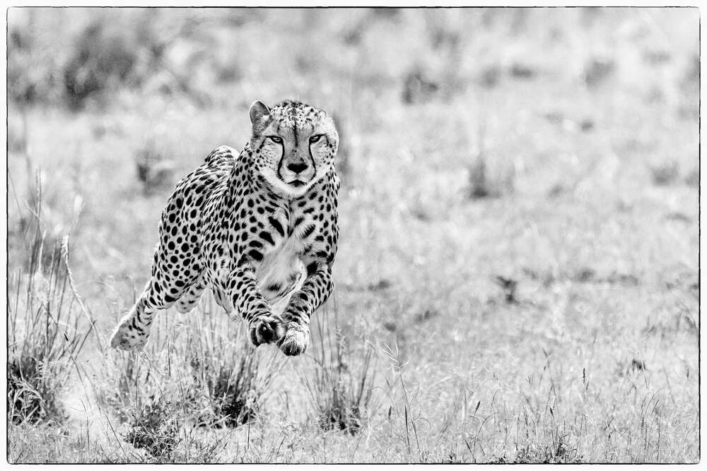 Guépard en course - Ghepardo in corsa