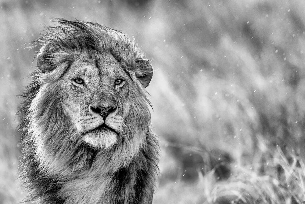 Afrikaanse leeuw in de lucht - Afrikaanse leeuw