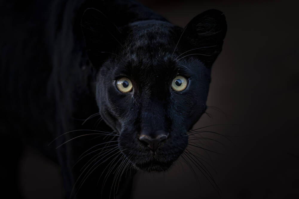 Panthère noire portrait