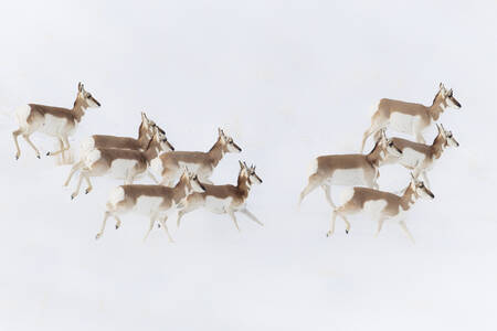 Amerikaanse antilope Amerikaanse antilope