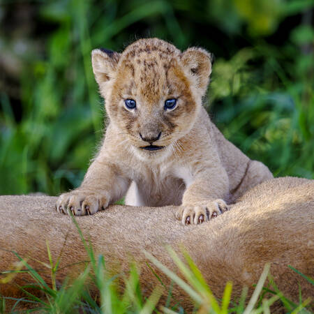 Afrikaanse babyleeuw Afrikaanse babyleeuw