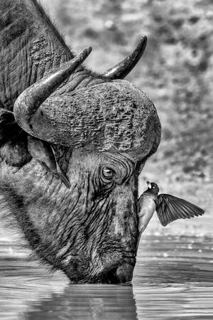 Afrikanischer Büffel - African buffalo Afrikanischer Büffel - African buffalo