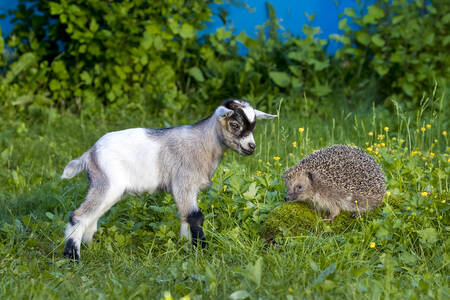 Dwerggeitje en egel Dwerggeitje en egel