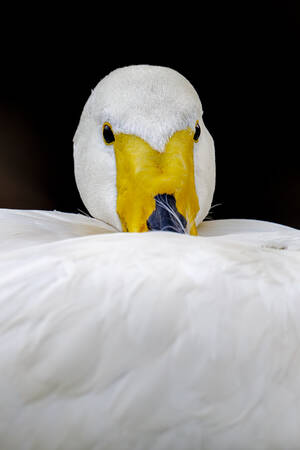 whooper zwaan whooper zwaan