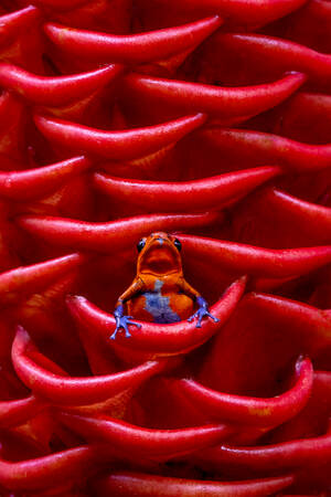 Aardbei dendrobate Aardbei dendrobate