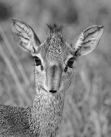 Dik dik de Guenther Dik dik de Guenther