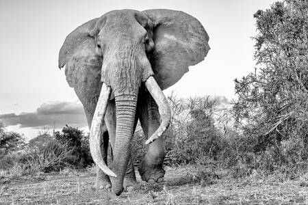 Elephant d'Afrique Super Tusker - Super Tusker African elephant Elephant d'Afrique Super Tusker - Super Tusker African elephant